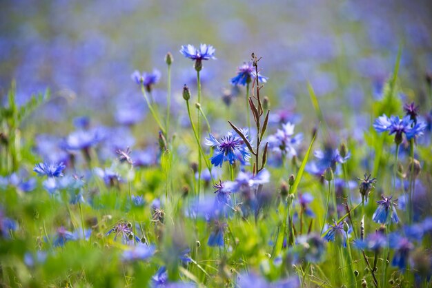 Beautiful bright wild flowers in summer meadow