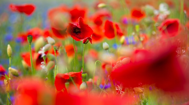 Beautiful bright wild flowers in summer meadow