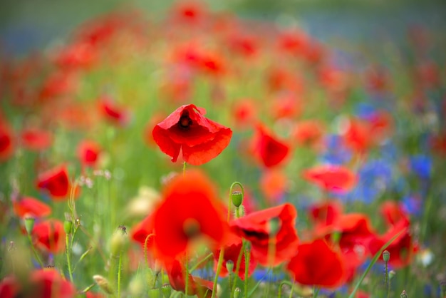 Beautiful bright wild flowers in summer meadow