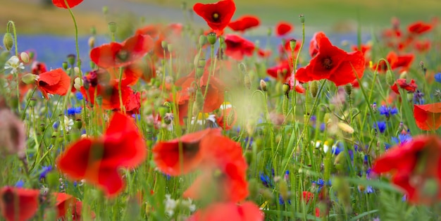 Beautiful bright wild flowers in summer meadow