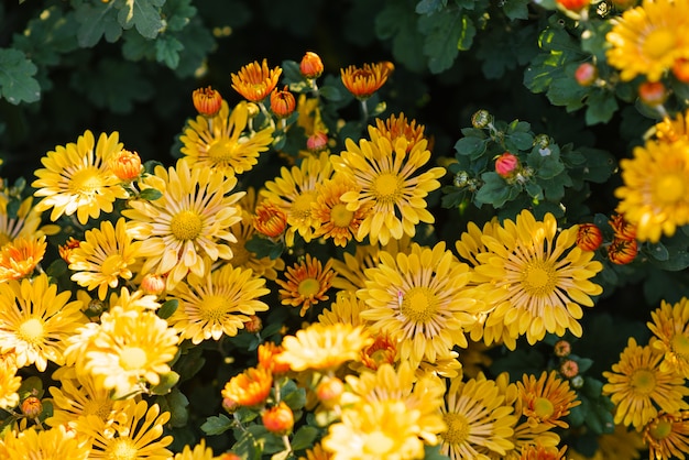 Beautiful bright yellow chrysanthemum flowers in the garden