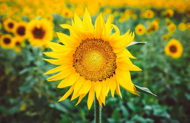 Beautiful bright yellow flower in a field of sunflowers.