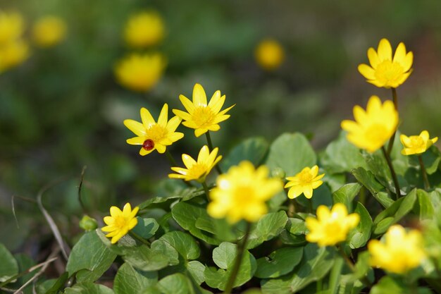 정원에 있는 아름다운 밝은 노란색 꽃. 푸른 풀에서 자라는 작은 노란색 꽃