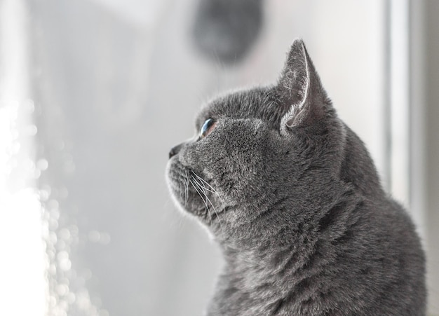 Beautiful british cat portrait Looking in camera Big eyes