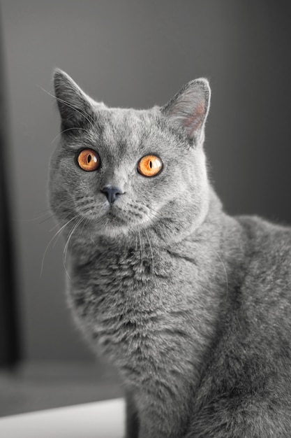 Bellissimo gatto grigio britannico, ritratto di close-up, grigio, grandi occhi gialli