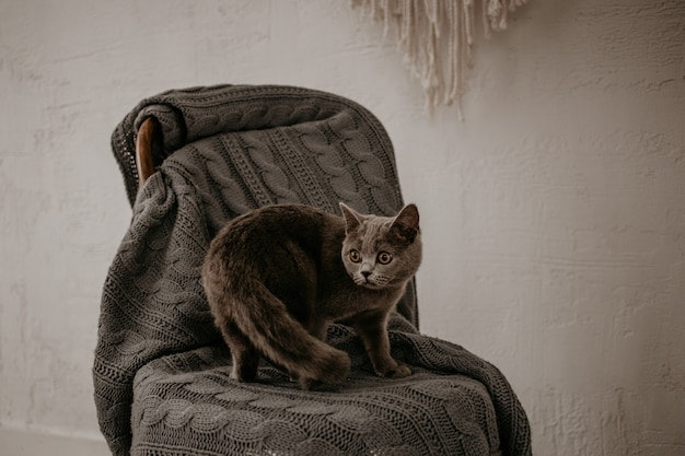 Фото Красивый британский серый кот позирует на сером стуле.