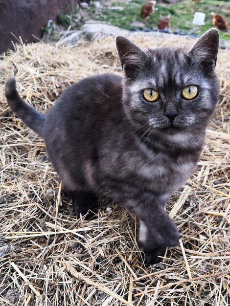 Photo beautiful british kitten