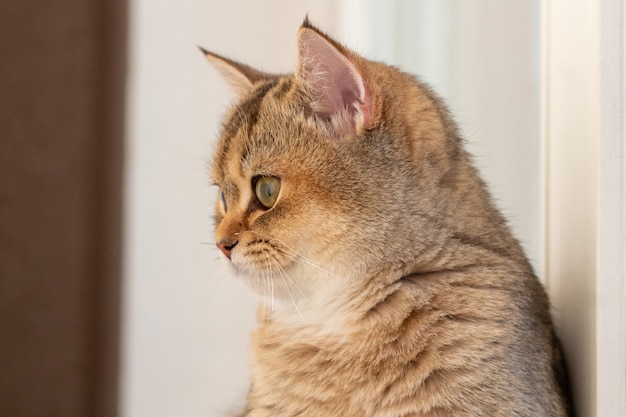 Beautiful British Shorthair Golden Chinchilla NY25