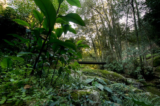 Foto belle piante a foglia larga e rigogliosa