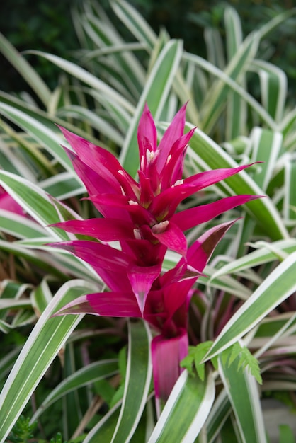 Foto bello fiore di bromeliacea che fiorisce nel giardino