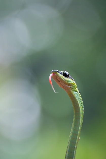 Красивая бронзовая древовидная змея Dendrelaphis formosus на ветке дерева