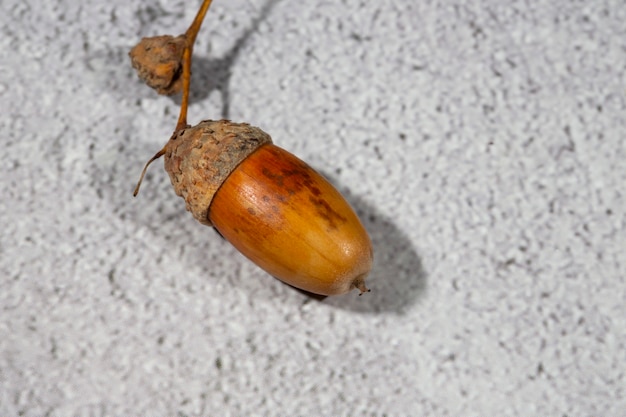 Beautiful brown acorn on white background. Oak nut on a gray background