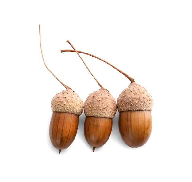 Beautiful brown acorns on white background top view