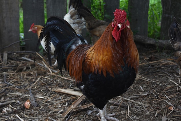 Beautiful brown adn black feathered rooster with a red crest.