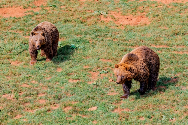 Beautiful brown bear