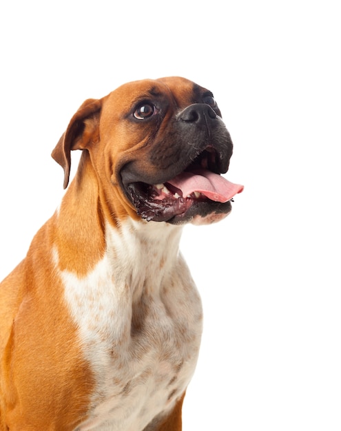 Beautiful brown boxer dog