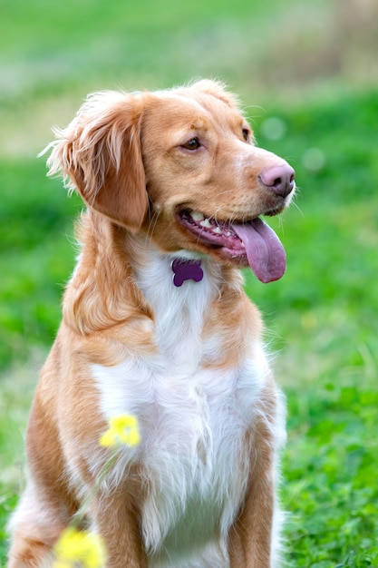 牧草地で美しい茶色のブルトン犬