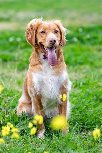 Beautiful brown breton dog in a meadow