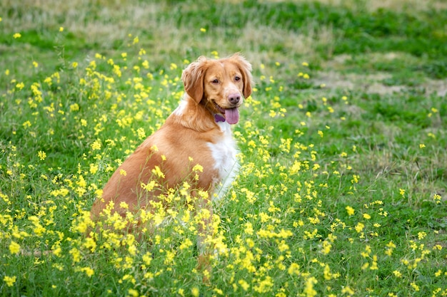 Красивая коричневая бретонская собака на лугу