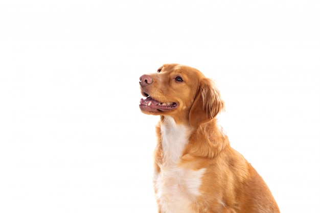 Beautiful brown breton dog