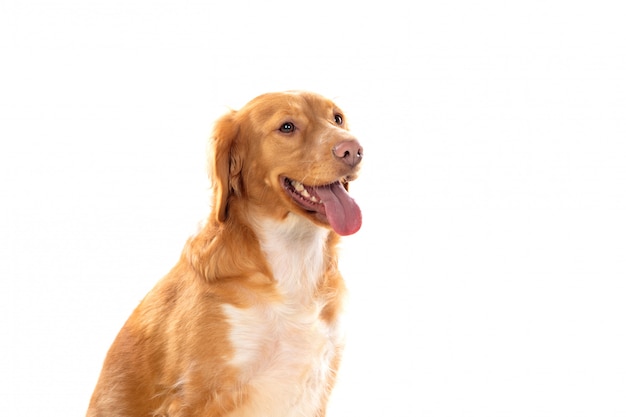 Beautiful brown breton dog