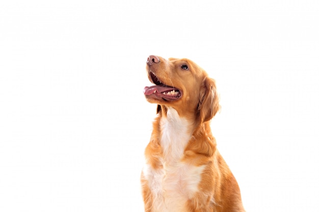 Beautiful brown breton dog