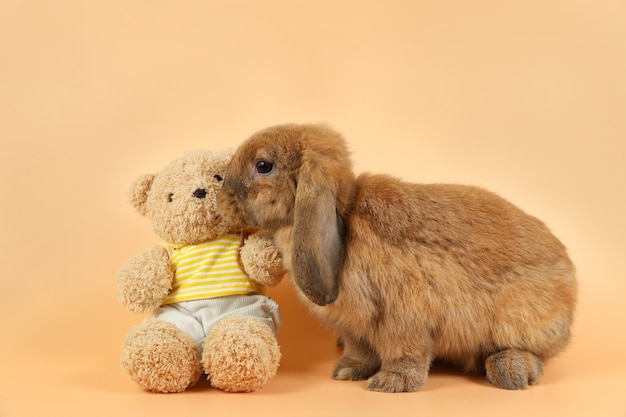 Beautiful brown bunny rabbit kissing cute doll