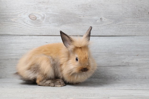 Beautiful brown bunny rabbit on wood