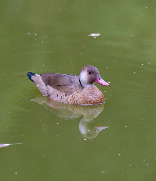 Beautiful brown bush duck on pond in park