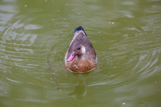 Beautiful brown bush duck on pond in park