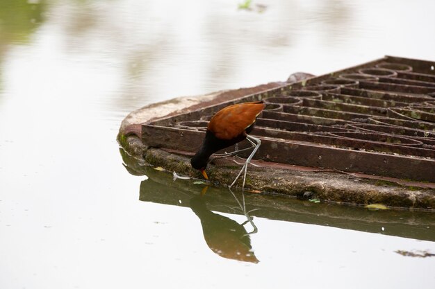 Foto bella anatra marrone sul laghetto nel parco