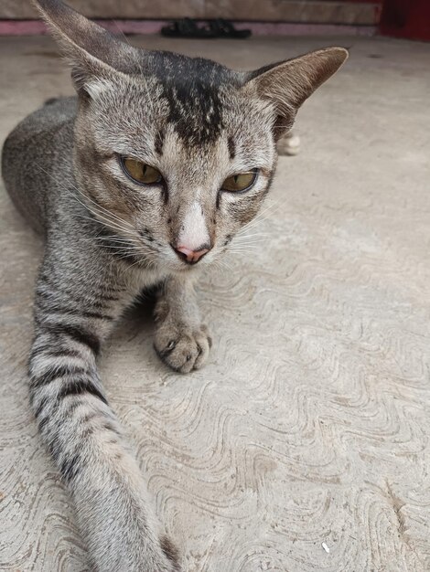 Beautiful brown cat relaxing after eating