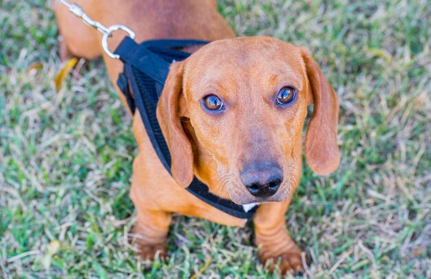 Photo beautiful brown dog of breed dachshund