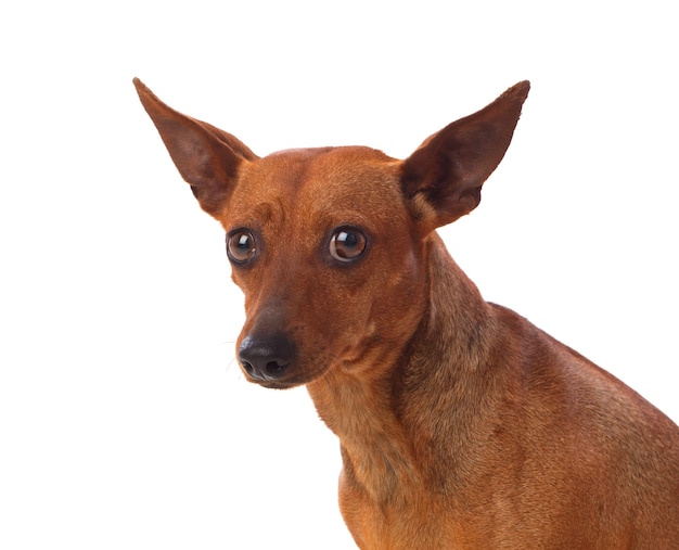 Beautiful brown dog