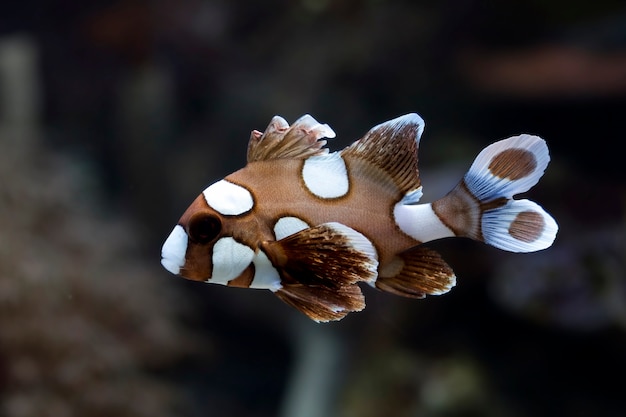 海底とサンゴ礁の美しい茶色の魚