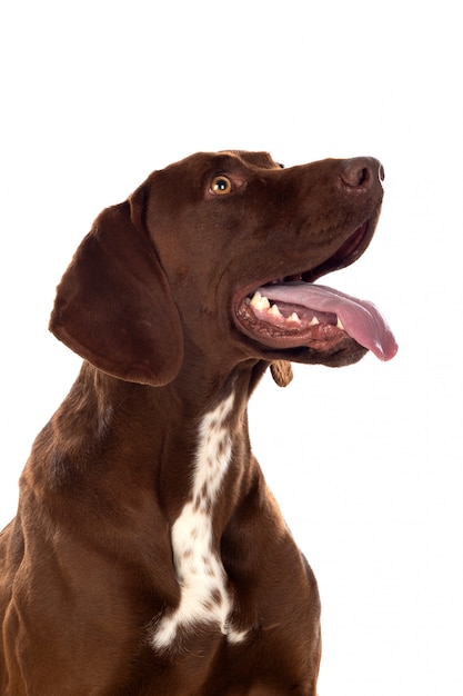 Beautiful brown German shorthair braco