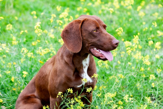 Beautiful brown German shorthair braco