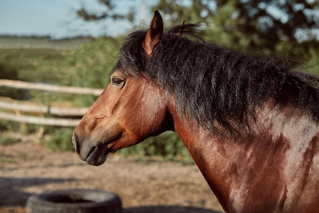 美しい茶色の馬、銃口のクローズアップ、かわいい外観、たてがみ、ランニングフィールドの背景、囲い、木々。馬は素晴らしい動物です