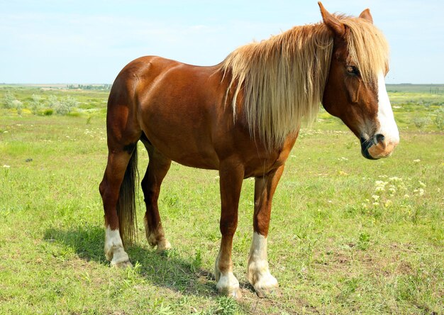 Beautiful brown horse grazing on meadow