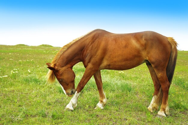 Beautiful brown horse grazing on meadow