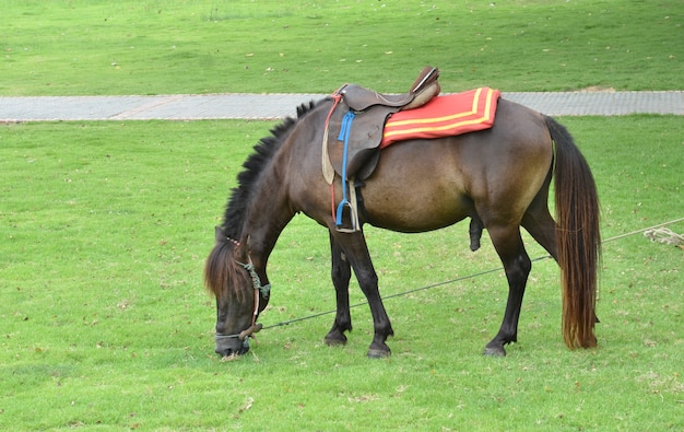 Красивая коричневая лошадь на зеленой лужайке или лугу
