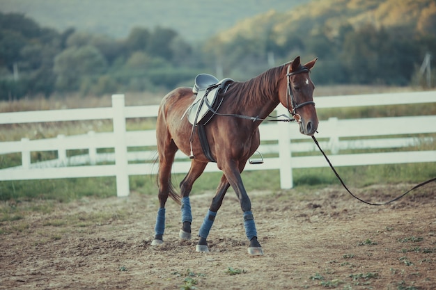 A beautiful brown horse is walking around the farm