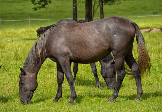 牧草地の美しい茶色の馬