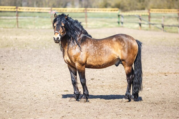 beautiful brown horse with a black mane walks behind the fence