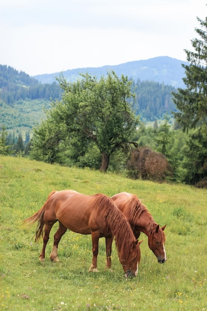 美しい茶色の馬が山の牧草地で放牧し、草を食べる