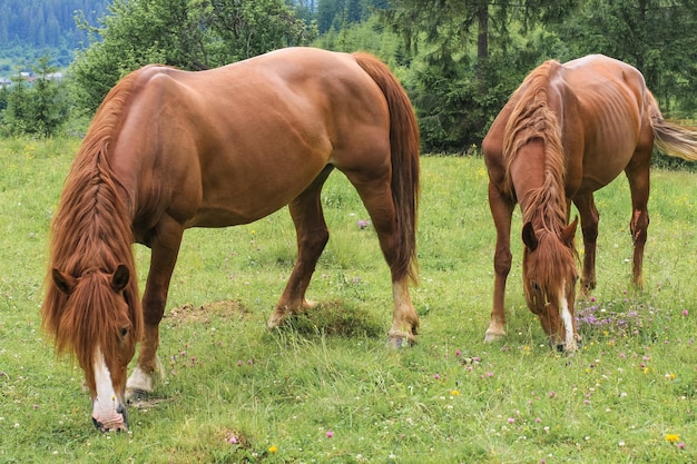 Beautiful brown horses graze on a pasture in the mountains and eat grass