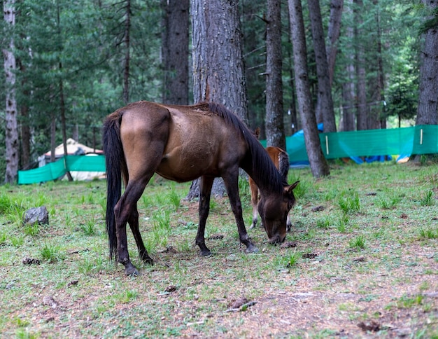 A beautiful brown mare and her little newborn foal