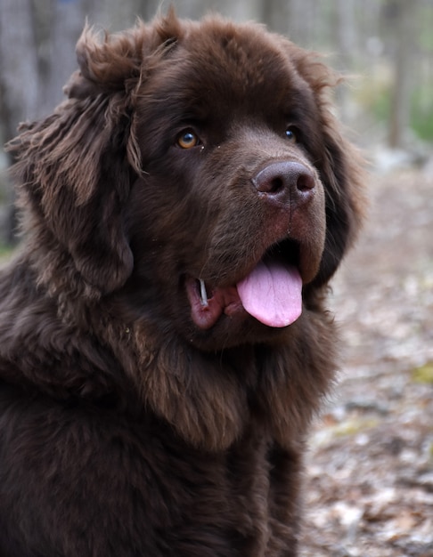 Красивая коричневая собака ньюфаундленда выглядит очень мило