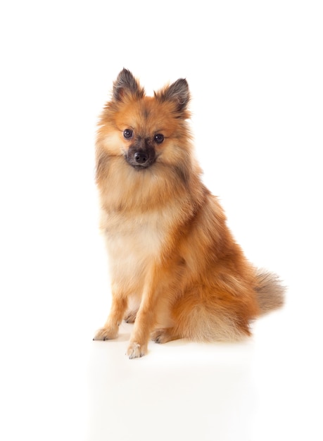 Красивая коричневая померанская собака