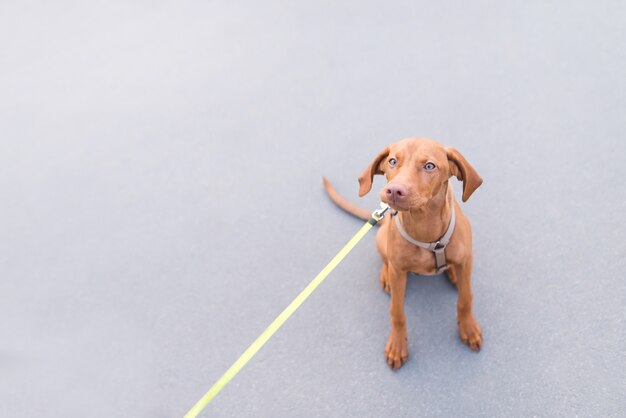 Beautiful brown puppy on a leash